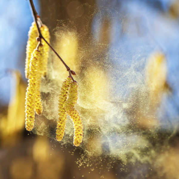 pollen cloud